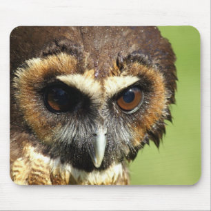 Owls Animal Birds Nature Park Tree Harmony Destiny Mouse Pad