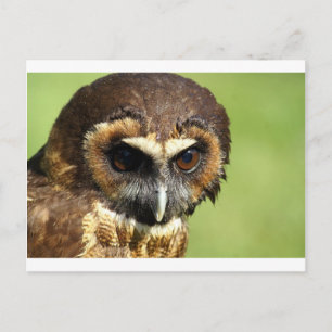 Owls Animal Birds Nature Park Tree Harmony Destiny Postcard
