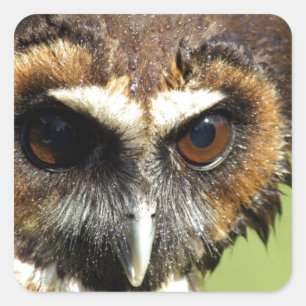 Owls Animal Birds Nature Park Tree Harmony Destiny Square Sticker