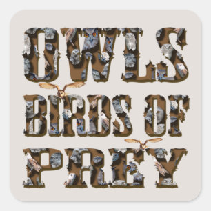 Owls Birds Of Prey, Square Sticker