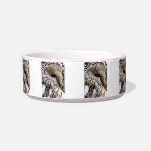 OWLS BOWL