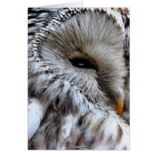 OWLS CARD