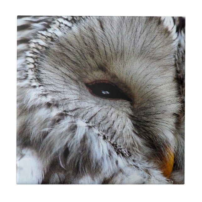 OWLS CERAMIC TILE (Front)