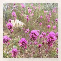 Owls Clover Flowers Pink Blooms Meadow