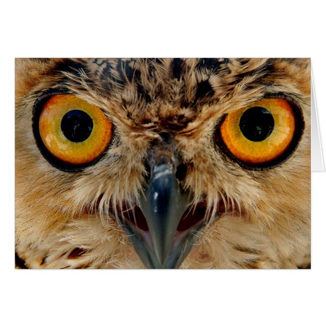 Owls Eyes (Front Horizontal)