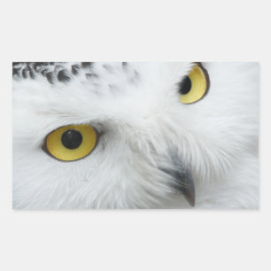 Owl's eyes rectangular sticker