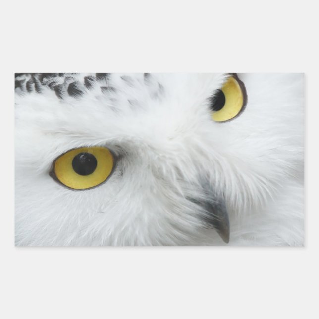 Owl's eyes rectangular sticker (Front)