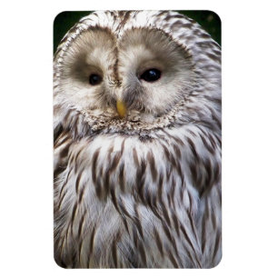 OWLS MAGNET