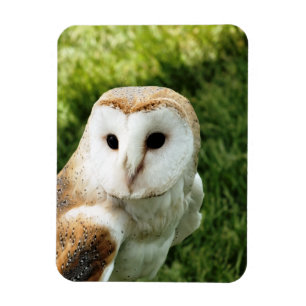 OWLS MAGNET