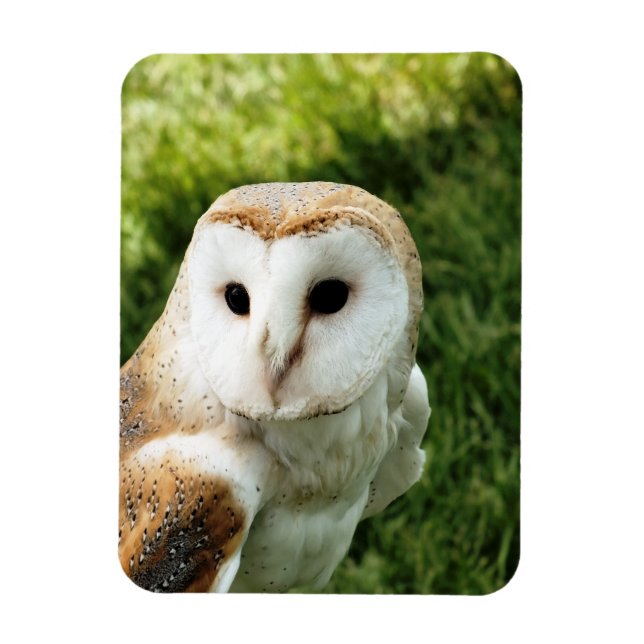 OWLS MAGNET (Vertical)