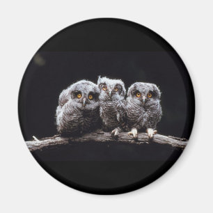 Owls Magnet