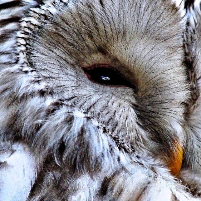 OWLS MAGNET (A beautiful owl just keeping an eye on things. )