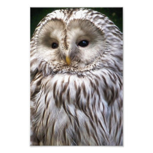 OWLS PHOTO PRINT