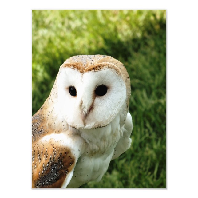 OWLS PHOTO PRINT (Front)