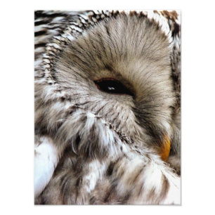 OWLS PHOTO PRINT
