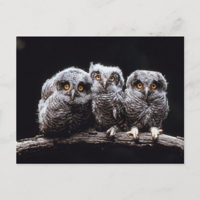 Owls Postcard (Front)