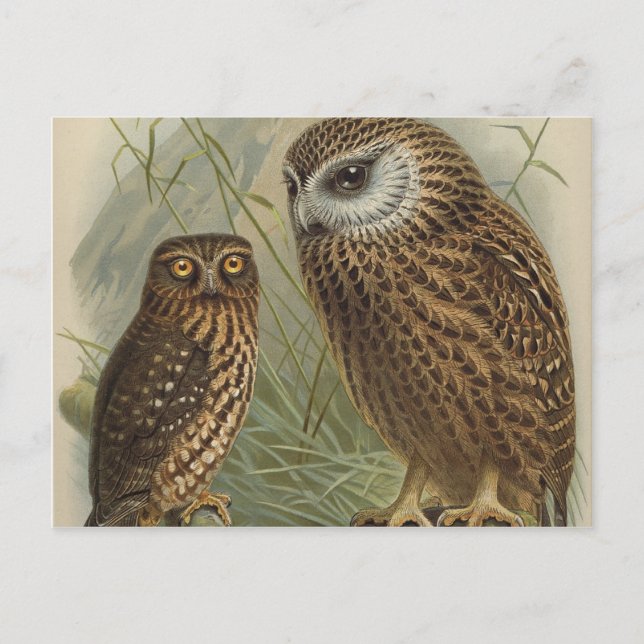 Owls Postcard (Front)