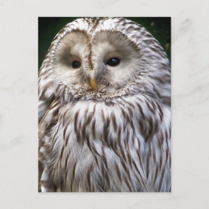 OWLS POSTCARD