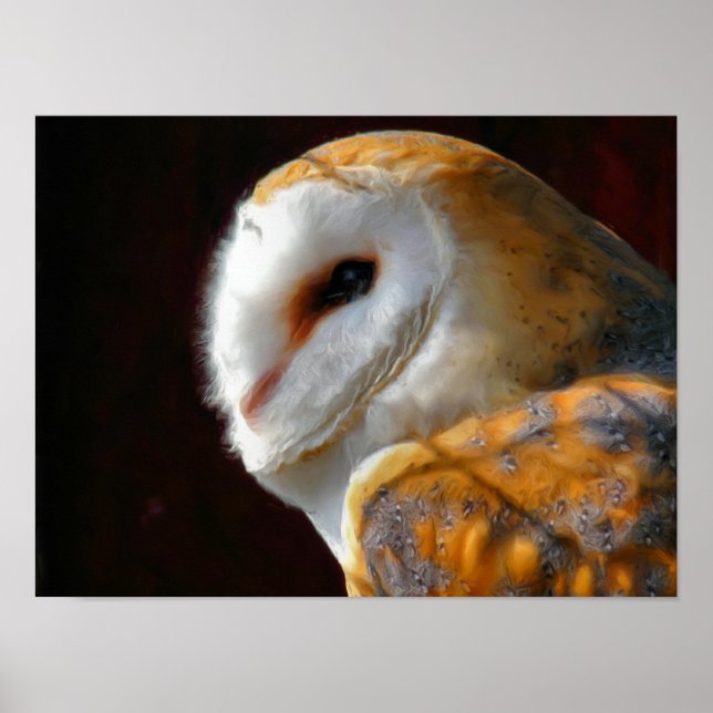 OWLS POSTER (Front)