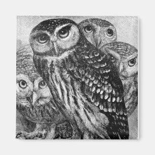 Owls, vintage engraving magnet