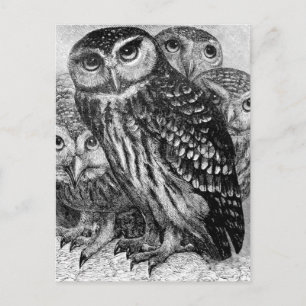 Owls, vintage engraving postcard