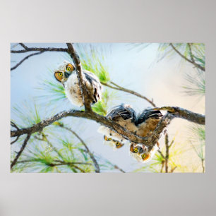 Owls Wildlife Photography Great Horned Baby Owl Poster
