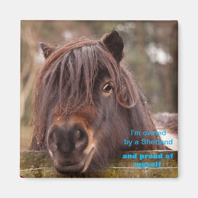 Owned by a Shetland  Magnet (Front)