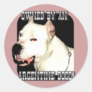 Owned by an Argentine Dogo Classic Round Sticker