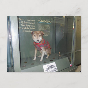 Owney National Post Office Museum Mascot Postcard