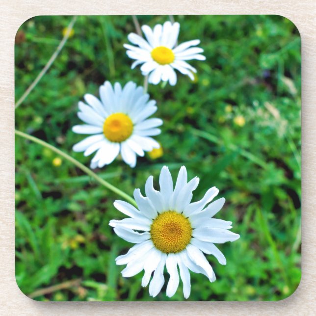 Ox-Eye Daisies Coaster (Front)