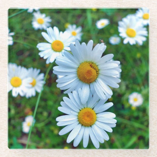 Ox-Eye Daisies Glass Coaster (Front)