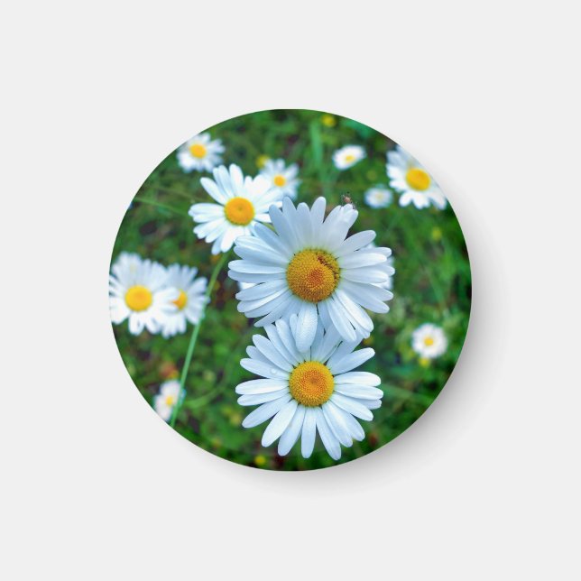 Ox-Eye Daisies Magnet (Front)