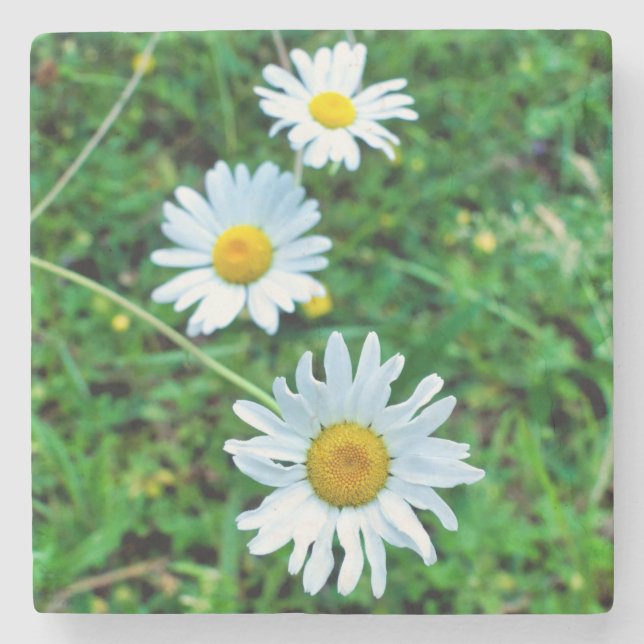 Ox-Eye Daisies Stone Coaster (Front)