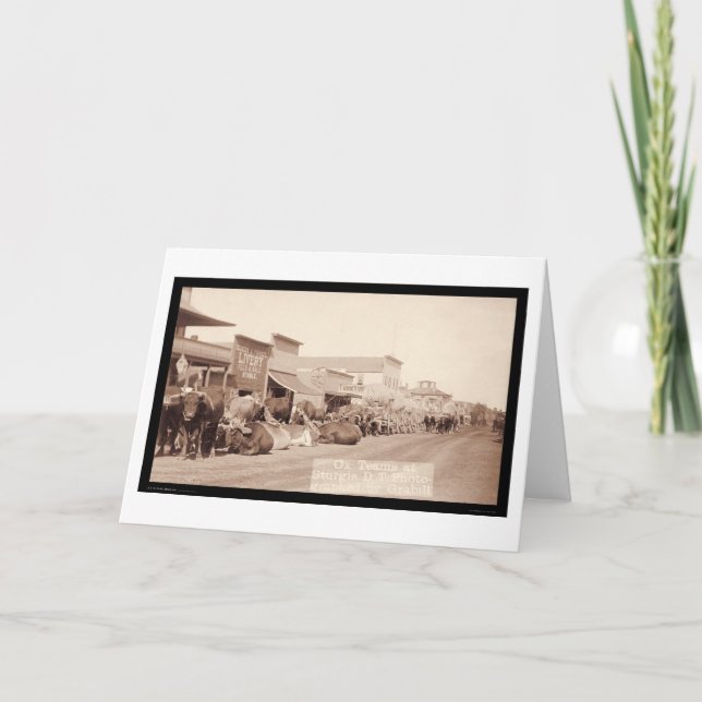 Ox Teams at Sturgis Dakota Territory SD 1887 Card (Front)