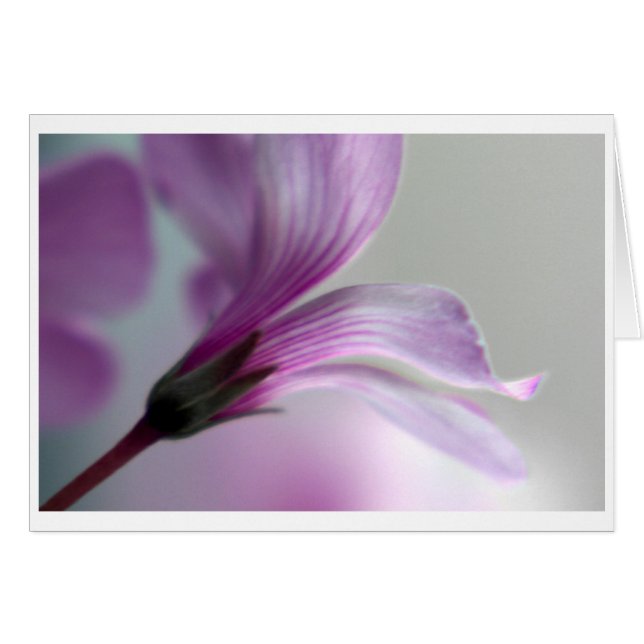 Oxalis (Front Horizontal)