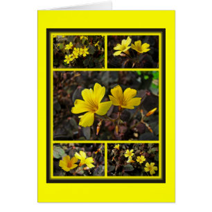 Oxalis Yellow-Flowered Houseplant