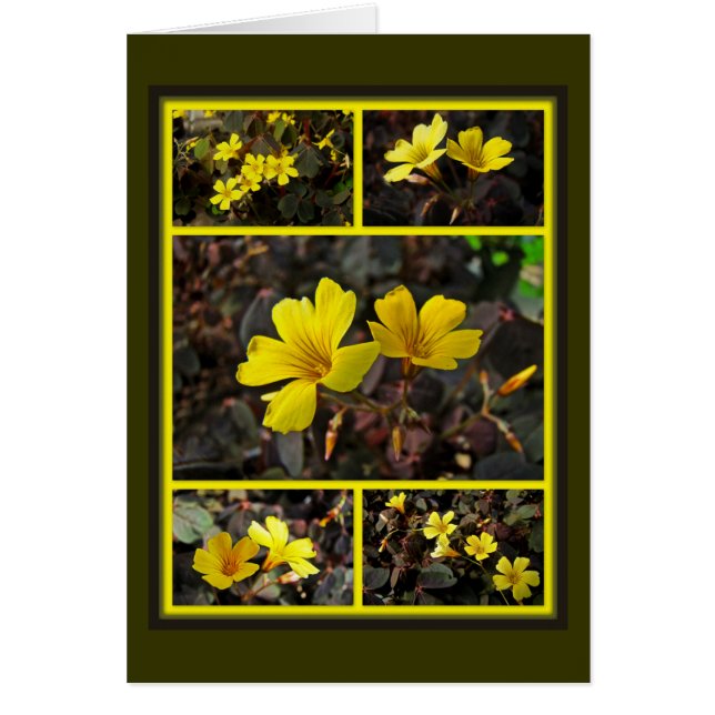 Oxalis Yellow-Flowered Houseplant (Front)