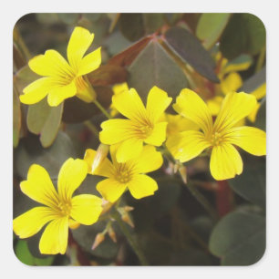 Oxalis Yellow-Flowered Houseplant Square Sticker