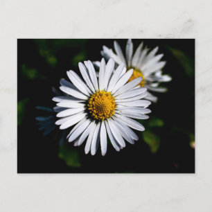 oxeye daisy postcard