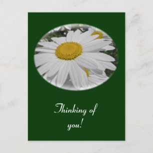 Oxeye Daisy Wildflower "Thinking of you" Postcard