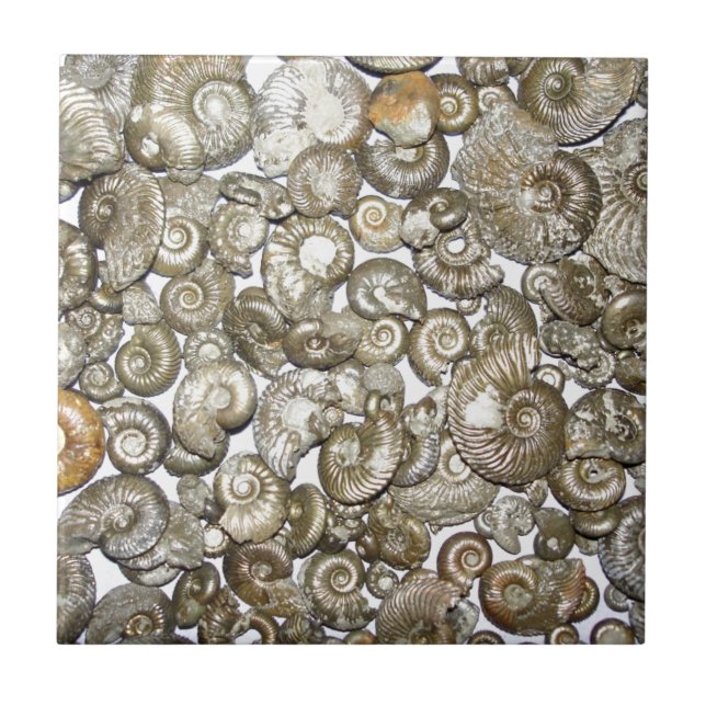 Oxford clay ammonites Photograph Ceramic Tile (Front)