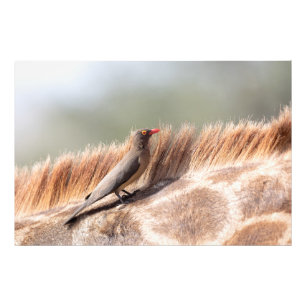 Oxpecker on a giraffe photo print