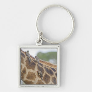Oxpeckers on Giraffe, Kruger National Park, Key Ring
