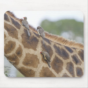 Oxpeckers on Giraffe, Kruger National Park, Mouse Pad