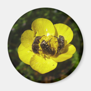 Oxythyrea Funesta Beetles Magnet