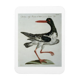 Oyster Catcher, c.1767-76 (hand coloured engraving Magnet