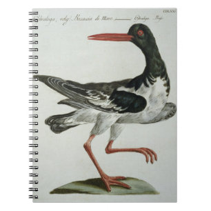Oyster Catcher, c.1767-76 (hand coloured engraving Notebook