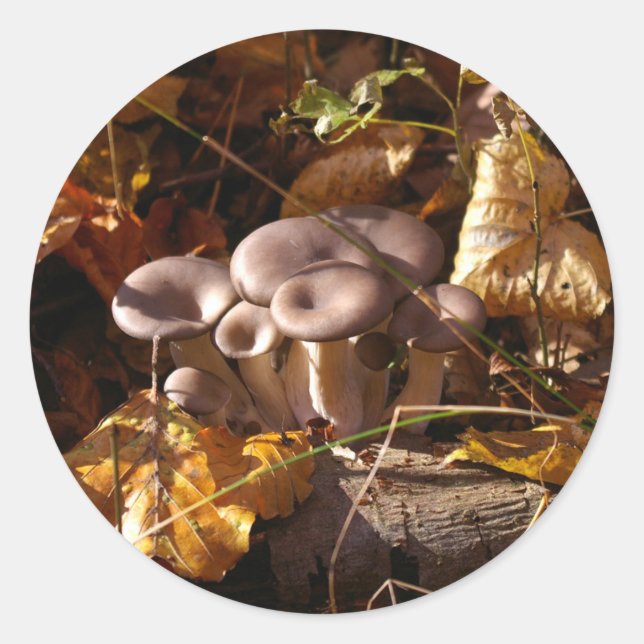 Oyster mushroom classic round sticker (Front)