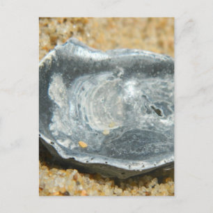 Oyster Shell in The Sand Postcard