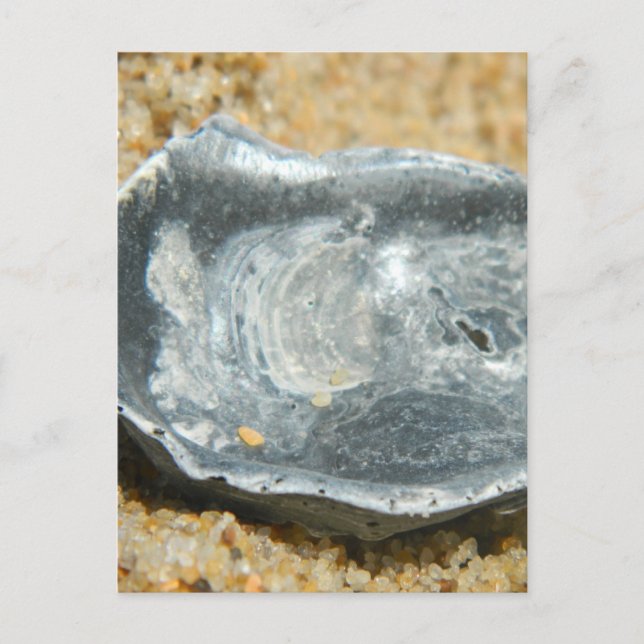 Oyster Shell in The Sand Postcard (Front)